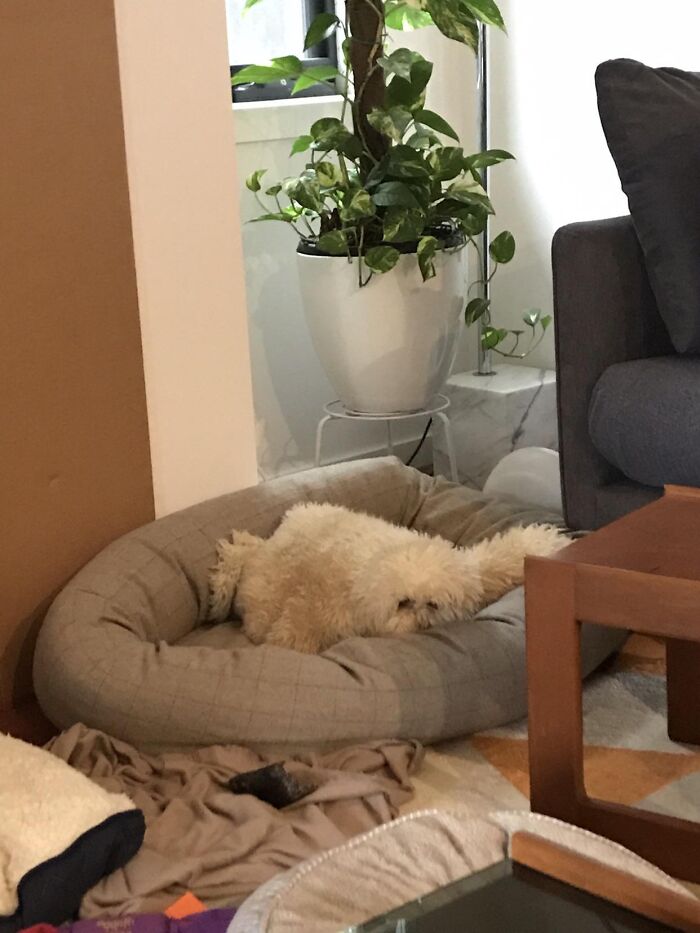 La manta en la cama de mi perro parece otro perro