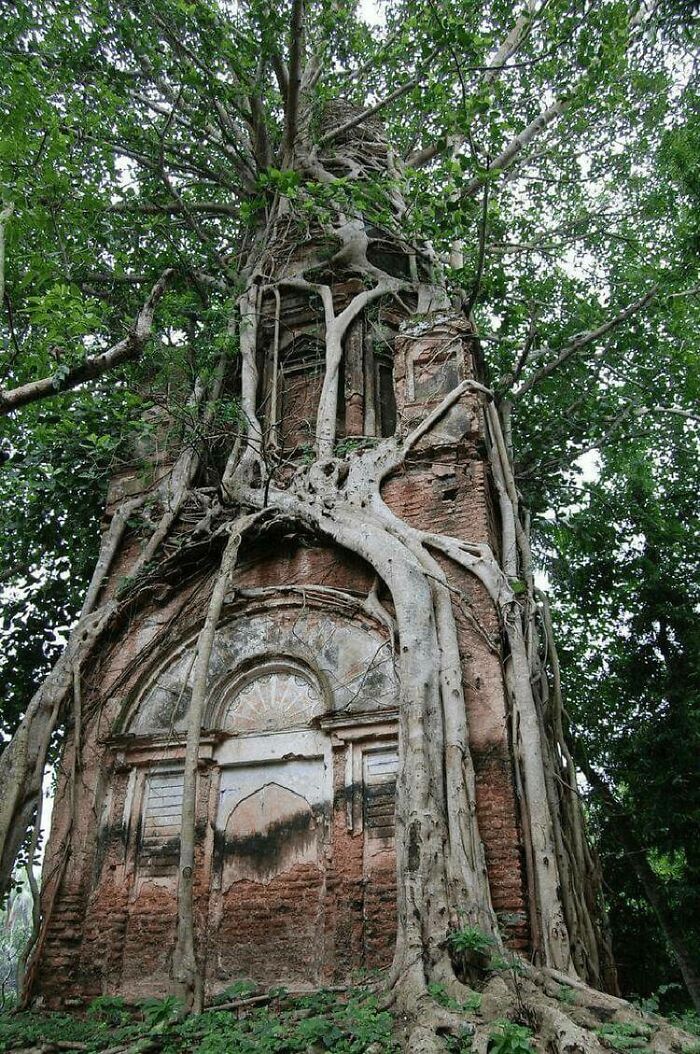 Antiguo templo de Shiva firmemente abrazado por el sagrado árbol Bodhi en Bangladesh