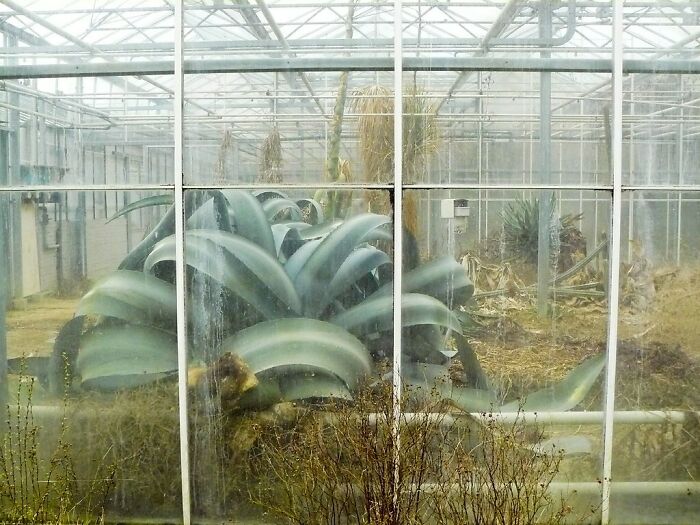 Un agave gigante que crece en este invernadero abandonado desde hace tiempo