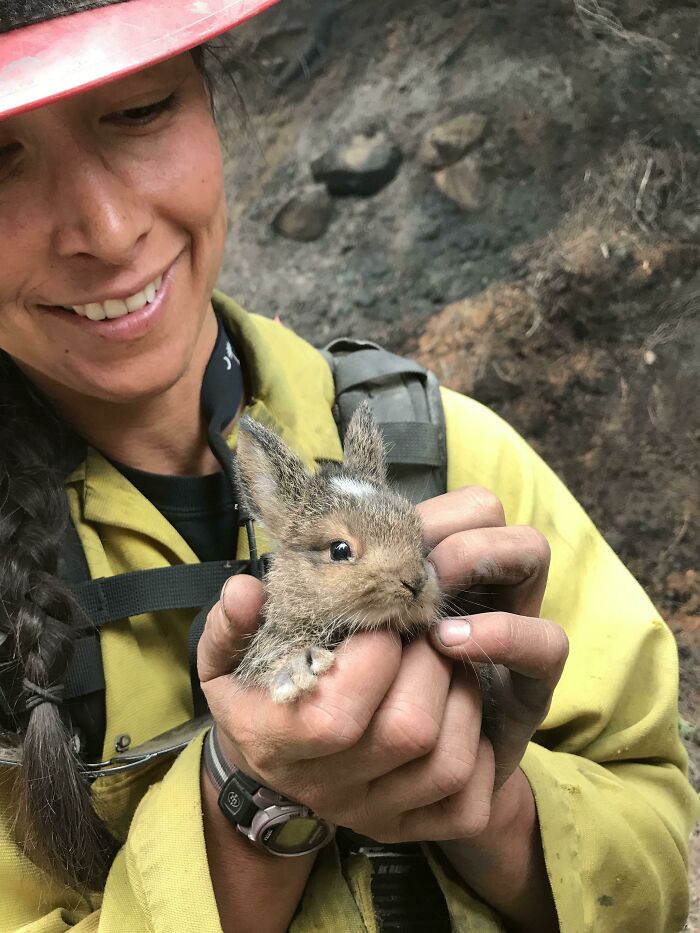 Saving Forest Bunnies From Fires