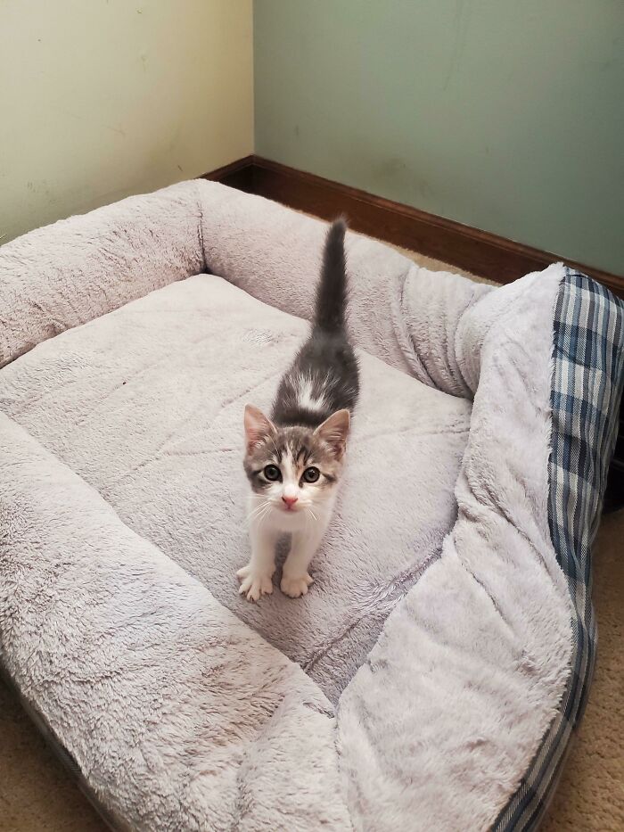 My Wife And I Decided It Was Time For Our Girls To Have A Kitten. This Week We Adopted This Little Man. Reddit, Meet Coconut...