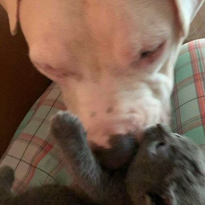 My 90lb Pittie Loving On One Of Our 3 Week Old Rescue Kittens. Yeti Loves Cats But None Of The Others Will Ever Go Near Him