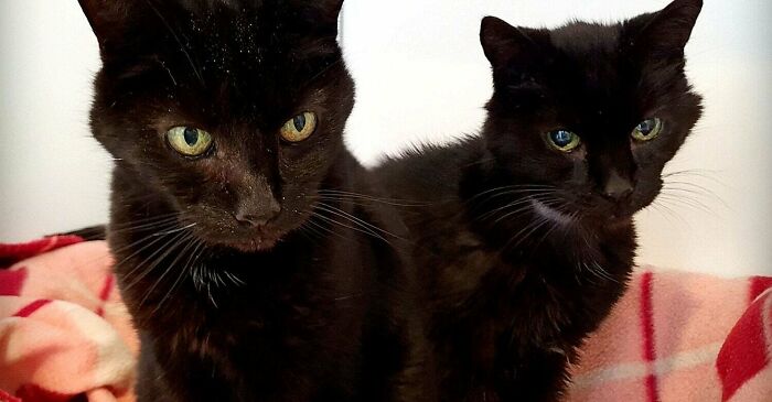 Dos hermanos gatos de 21 años son adoptados tras una petición desesperada de la protectora