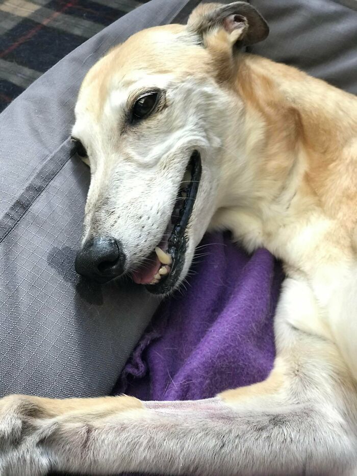 Our Beautiful 12yo Rescue Greyhound After Getting The All Clear On Some Biopsy Results