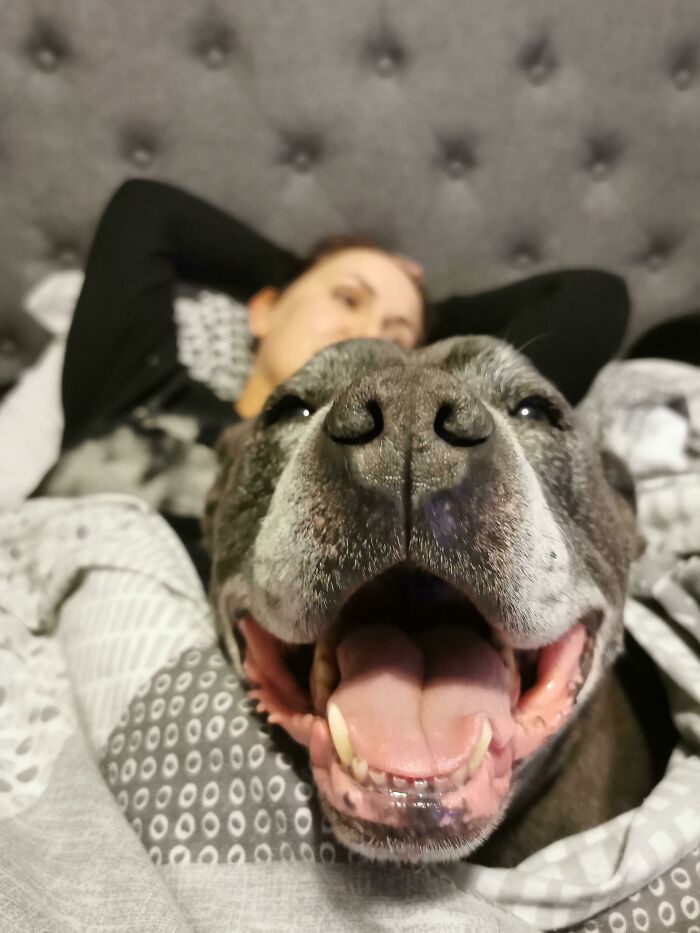 My Geriatric Rescue Hippo Acting As A Hot Water Bottle For My GF. He's A Genuinely Good Boi