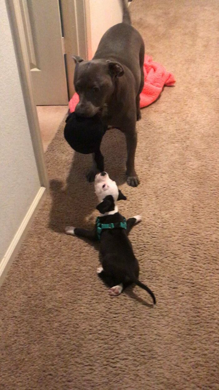Hippo Tug-O-War. Big Hippo Is A Rescue, He Pulls His Strength To Give Baby Hippo A Chance. He’s Been A Sweet And Patient Big Brother - We’re Considering Bestowing A Sainthood On Him