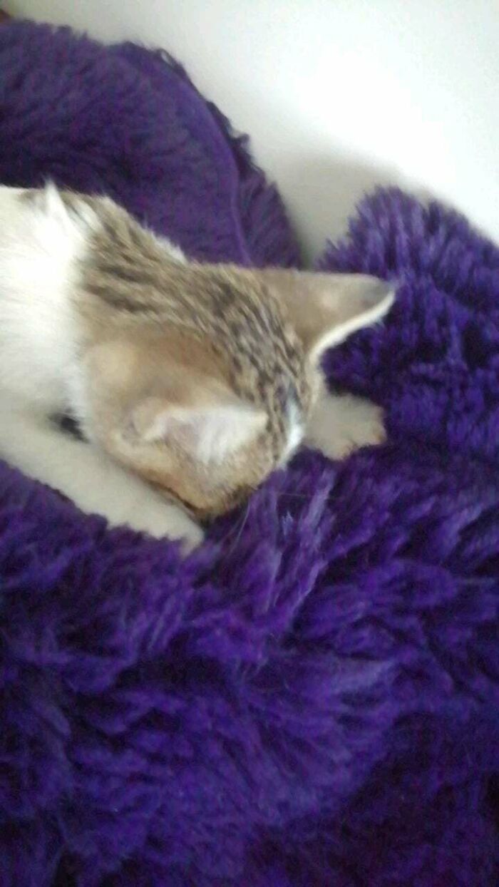 Rescue Kitten Kneading On Furry Blanket She Thinks It's Her Mom...