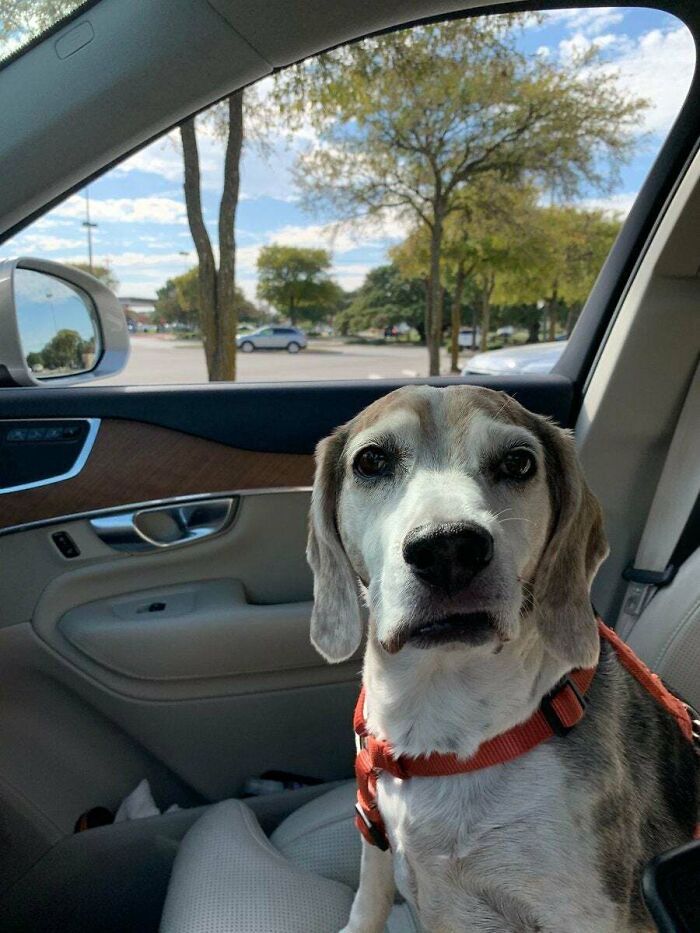 Tras 3 meses sobrio, decidí ir al refugio de animales y adopté a este beagle, se llama Nikko