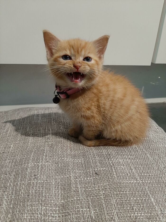 I Adopted This Little Girl Yesterday, Here She Is Demanding More Food After Only Being Fed, Meet Tilly (The Bottomless Pit Apparently!)