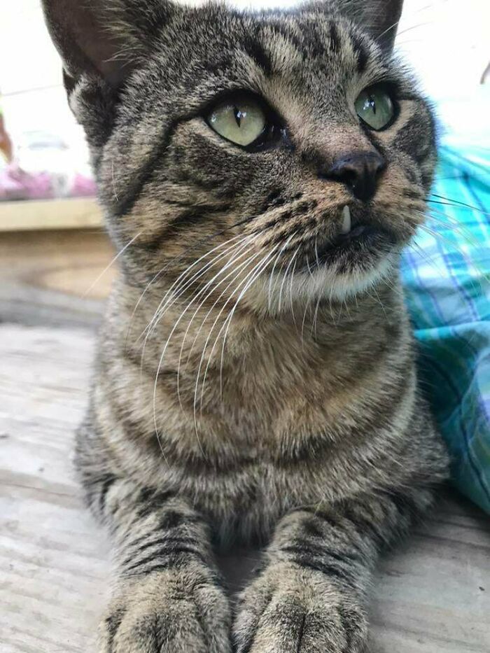 Este es Toof, un gato callejero que nos ha adoptado