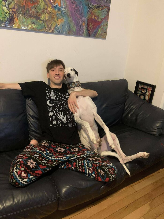So...we Adopted A Greyhound!