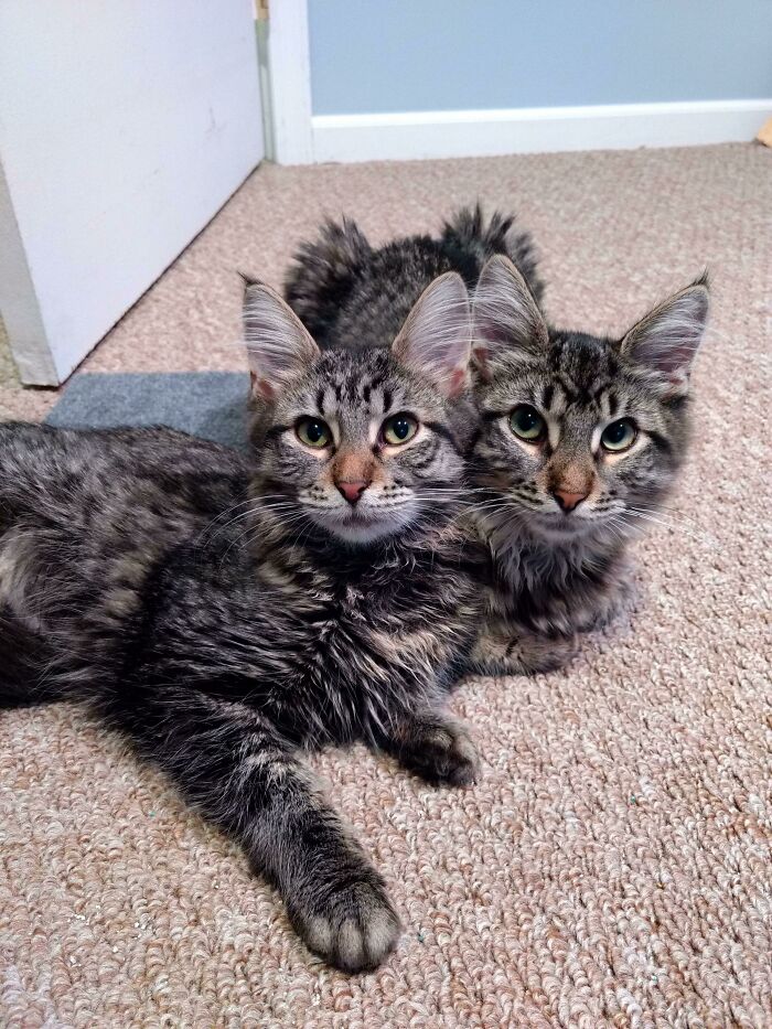We Recently Adopted This Brother And Sister Pair From The Humane Society. Meet Vesper And Pumat Sol!