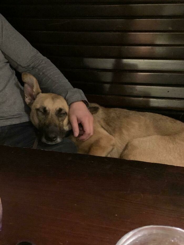 Lost My Dog In January, Adopted A Romanian Street Dog Today, Safe To Say She Enjoyed Her First Visit To The Pub. Everyone, Meet Cassie