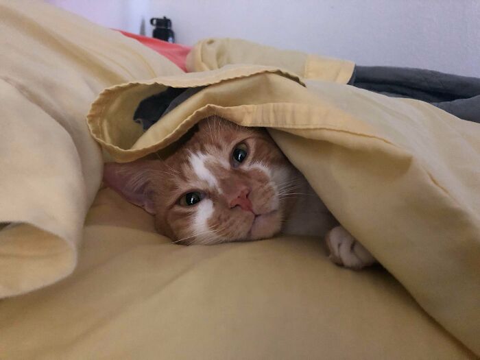 One Day After We Adopted Him From The Shelter, Brody Felt Comfortable Enough To Tuck Himself In Under The Covers