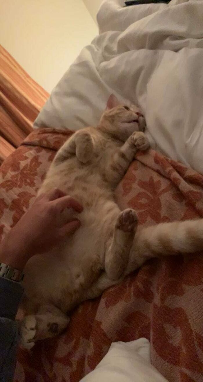 Adopted A Cat Recently. Little Guy Loves Being Pampered