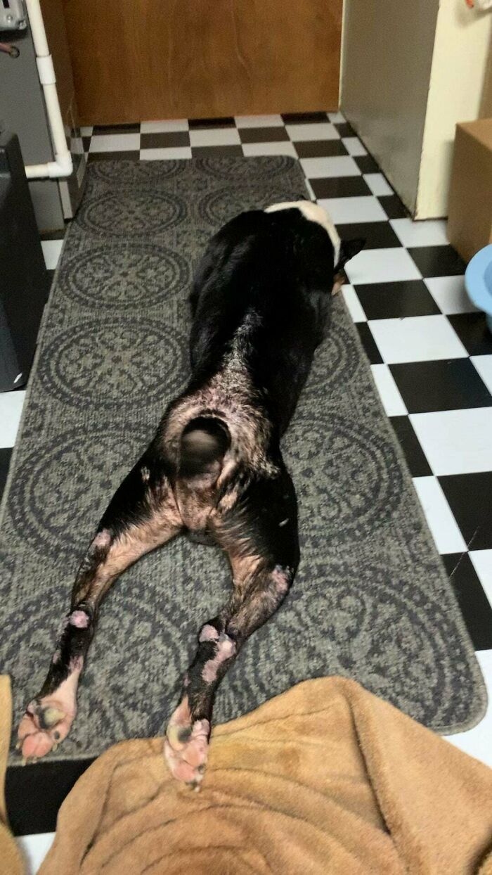 New Medical Foster Dog Splooting After His First Of Many Anti-Fungal Baths. His Skin Will Clear Up So The Hair Will Eventually Grow Back, And He Can Be Neutered And Adopted