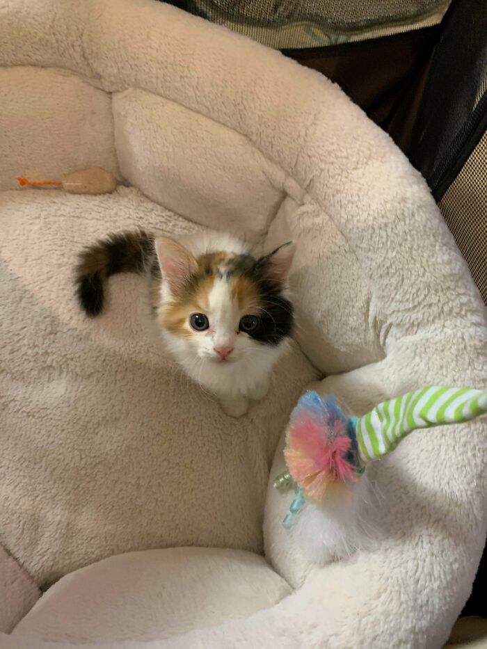 I Adopted This Tiny Floof Today