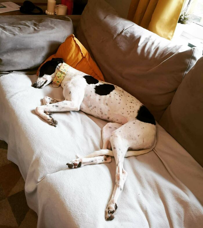 After Years Of Wanting To Adopt A Greyhound, Our Irish Rescue Longgirl Is Finally Here