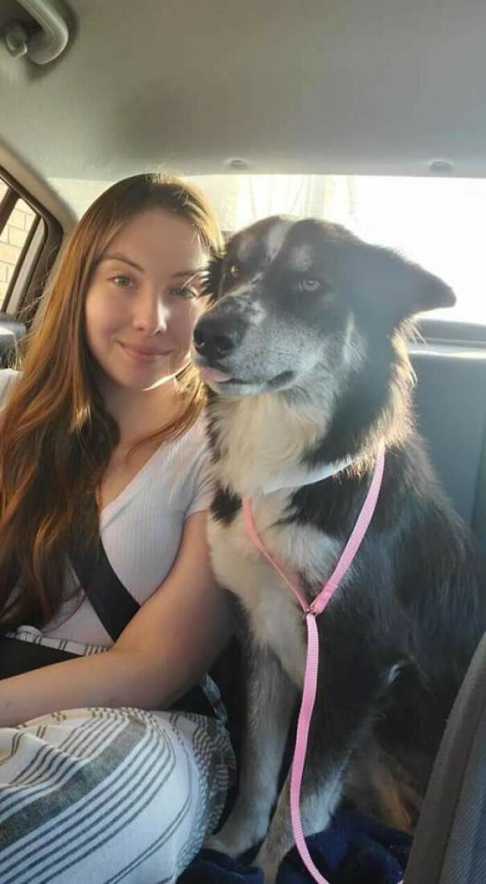 About A Year Ago My Family Lost Our Two Aussies Just A Few Months Apart. Since It'd Been A Year We Felt Enough Time Had Passed To Adopt Another! Rescue Said She Is An Aussie, We Think She's Got Some Husky In Her Too. Jazz Has Found Her Furever Home!