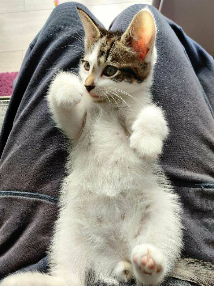 My First Pet Ever . Everyone Meet Eren My Little Shorthair Kitten