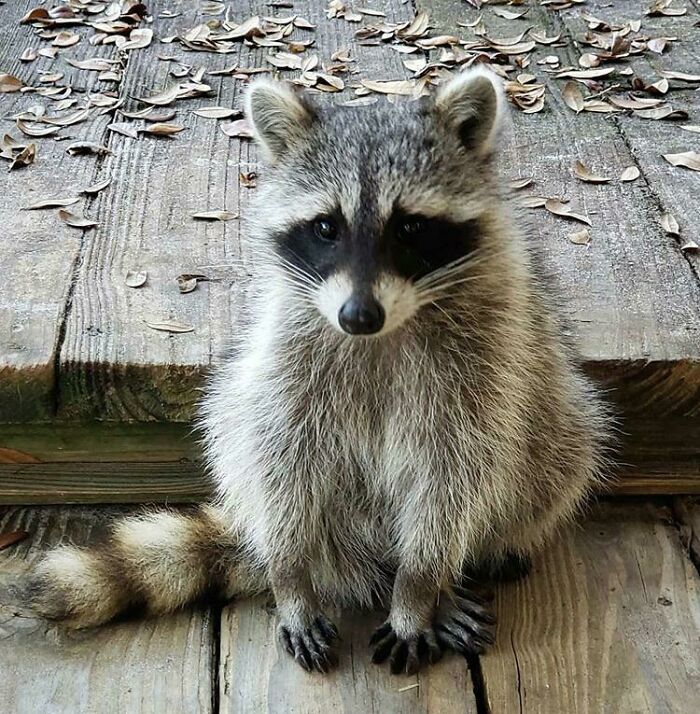 A Very Polite Raccoon