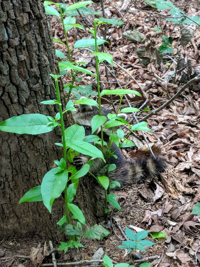 Baby Raccoon Hiding From Me