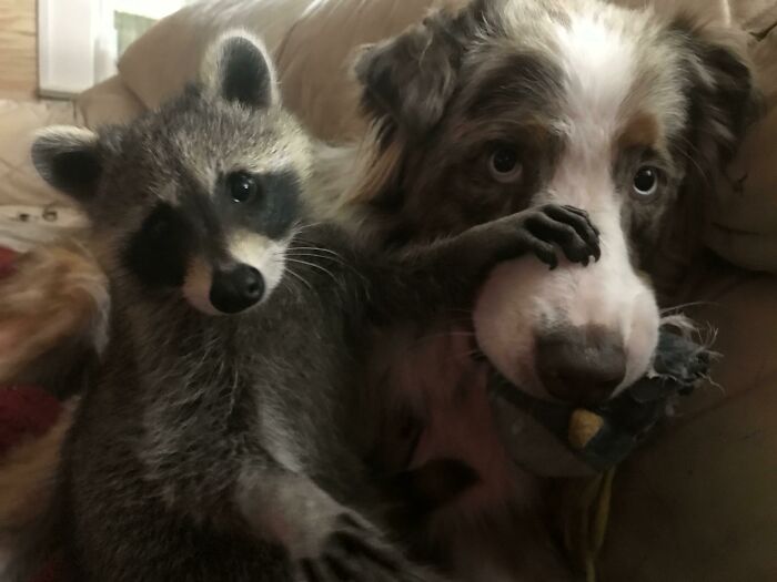 We've Been Raising A Baby Raccoon And Its Become Our Dogs Best Friend