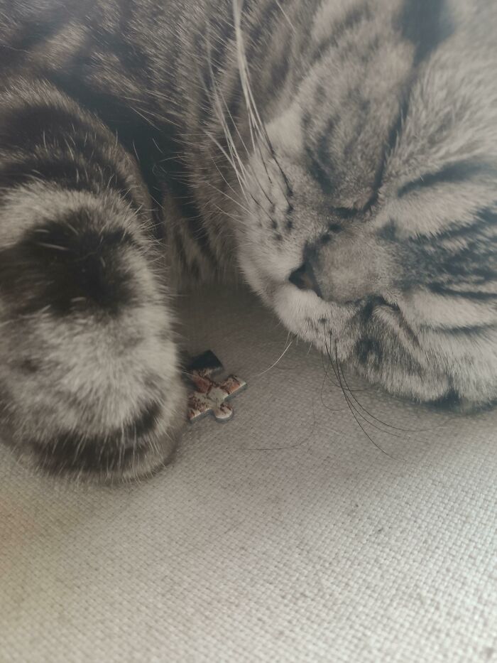My Cat, Deeply Asleep With The Last Piece Of A Jigsaw Puzzle. We've Been Searching For It For 10 Minutes