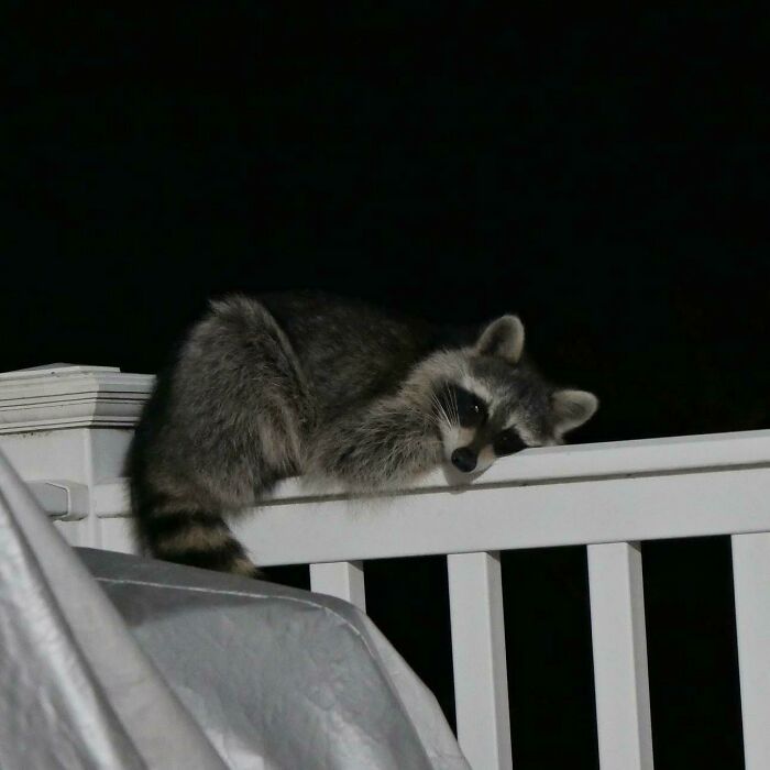 Found A Trash Panda Taking A Rest On My Deck Last Night