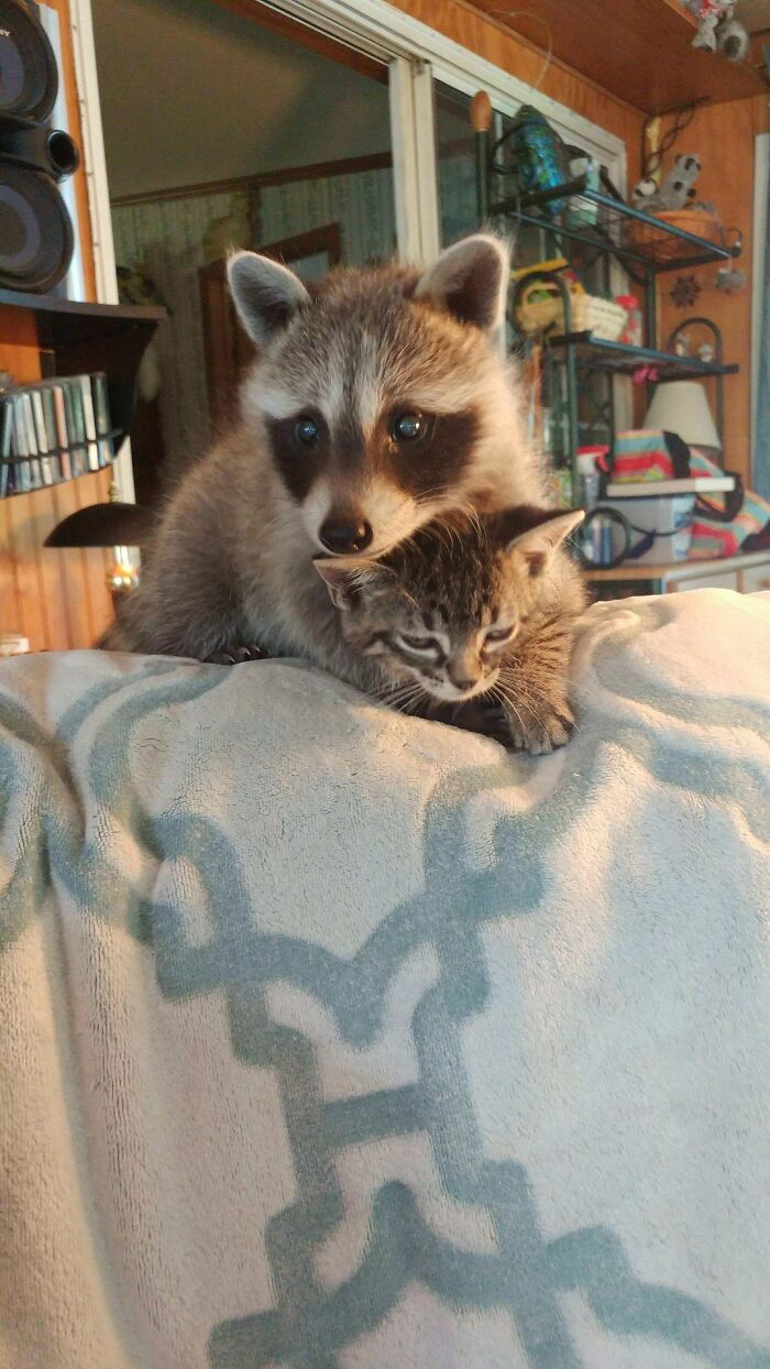My Mom's Rescue Trash Panda Is In Love With Her Foster Kitten. They Don't Leave Each Other's Sides