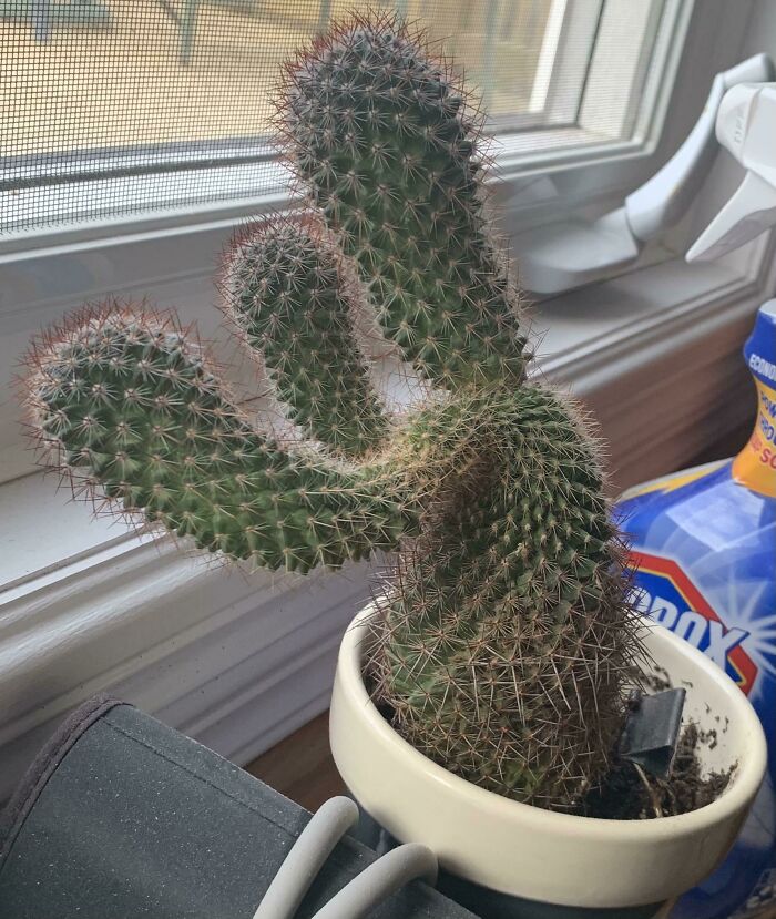 My Dad’s Cactus Looks Like A Boxer