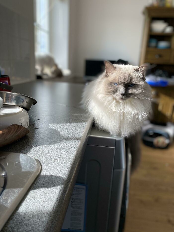 He Knows He’s Not Allowed On The Kitchen Counter, But He’s Technically On The Washing Machine. Judging By His Expression He Knows He’s Found The Loophole