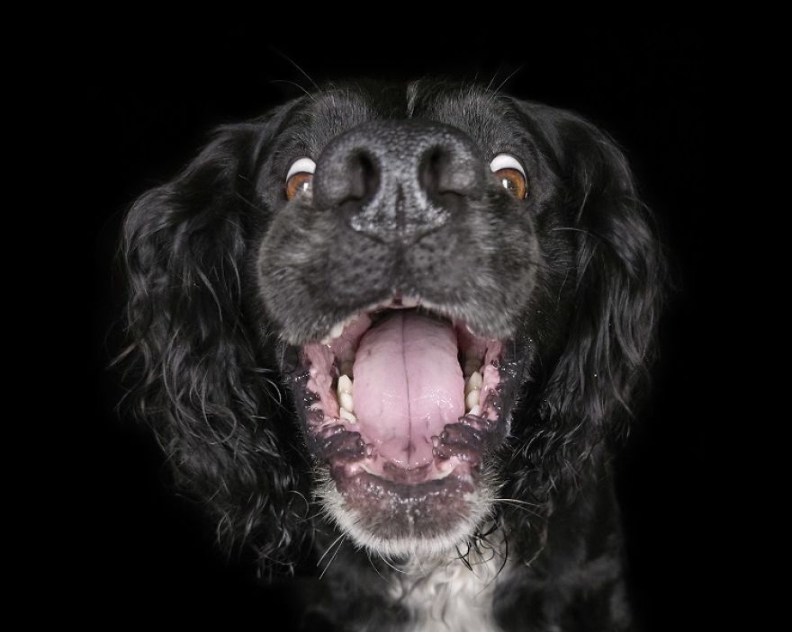 (Im)perfect Pawtraits: Beautiful Photo Series Shows Off Pooch Personalities As Interest To Re-Home Pets During Lockdown Soars