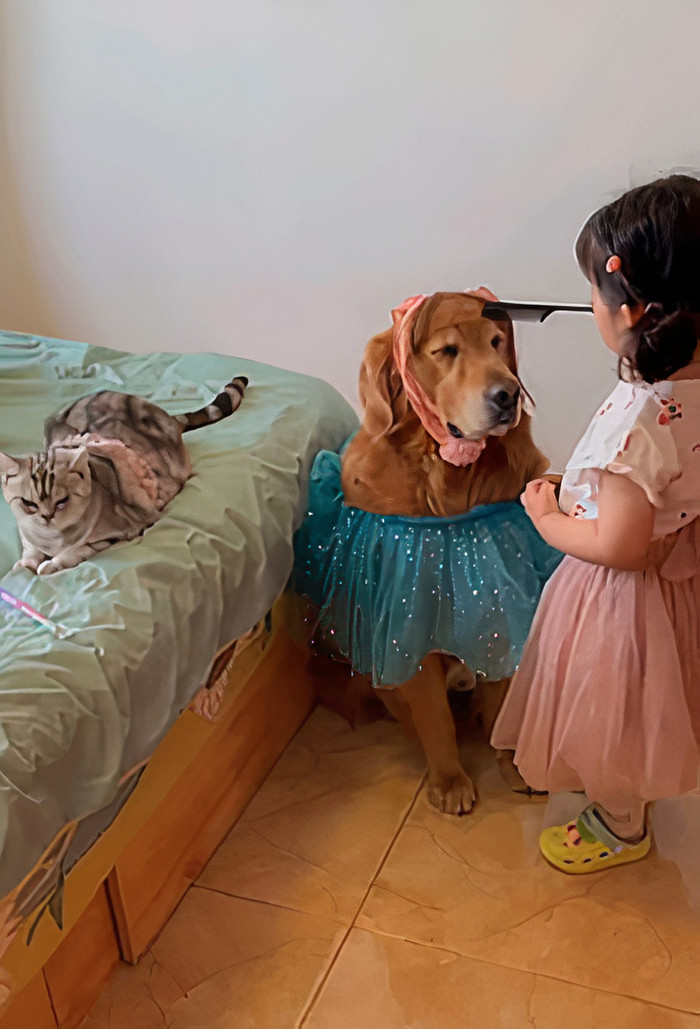 Watch Little Girl Get Ready For A Nap With Her Golden Retriever Dabao And Cat Motor