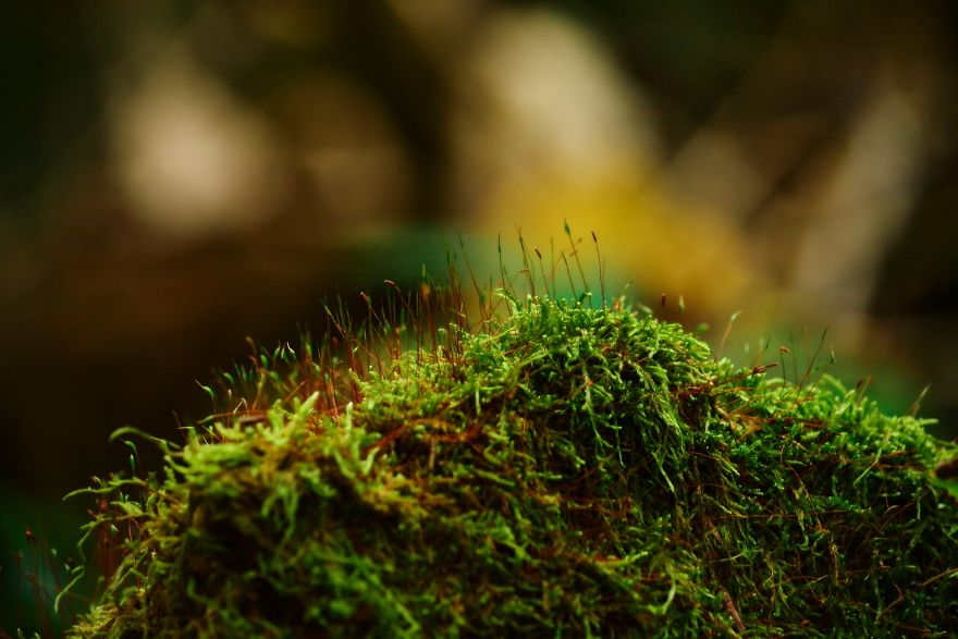 I Capture The Magical Moss World (20 Pictures) I Capture The Magical Moss World (20 Pictures)