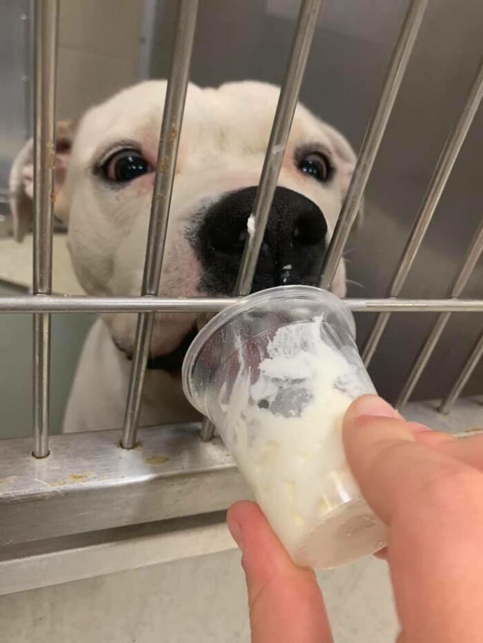Louisiana Woman Shares Pics And Videos Of Her Feeding Shelter Dogs ‘Puppuccinos’ To Brighten Their Day