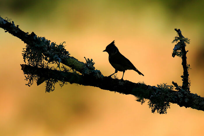 Young Bird Photographer Of The Year: Second Place, 'Back-Lighting' By Ismael Domínguez Gutiérrez