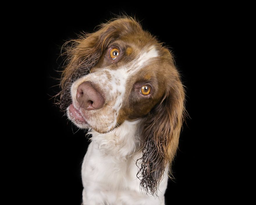 (Im)perfect Pawtraits: Beautiful Photo Series Shows Off Pooch Personalities As Interest To Re-Home Pets During Lockdown Soars
