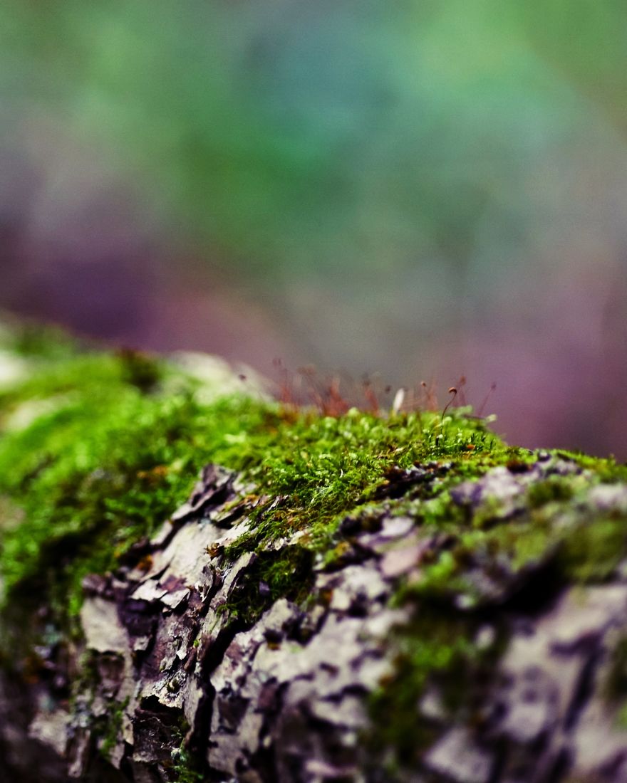 I Capture The Magical Moss World (20 Pictures) I Capture The Magical Moss World (20 Pictures)