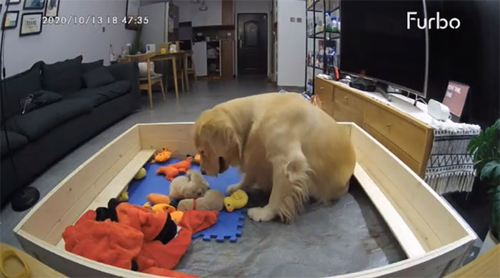 This First-Time Golden Retriever Mother Was Captured Trying To Console Her Newborn Puppies With Her Favorite Toys