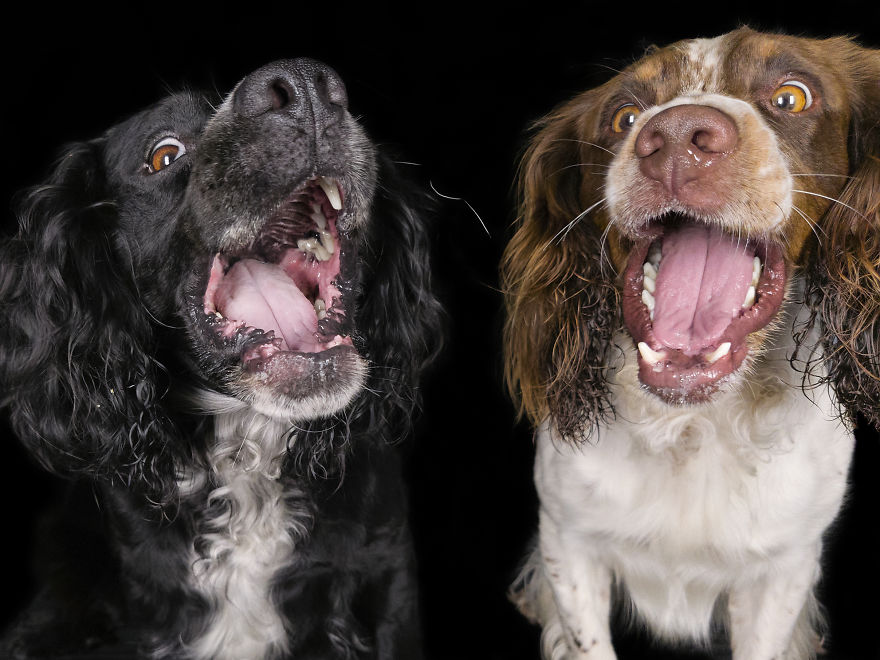 (Im)perfect Pawtraits: Beautiful Photo Series Shows Off Pooch Personalities As Interest To Re-Home Pets During Lockdown Soars
