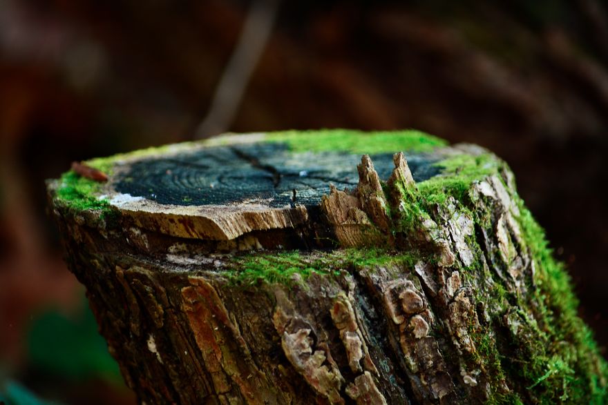 I Capture The Magical Moss World (20 Pictures) I Capture The Magical Moss World (20 Pictures)