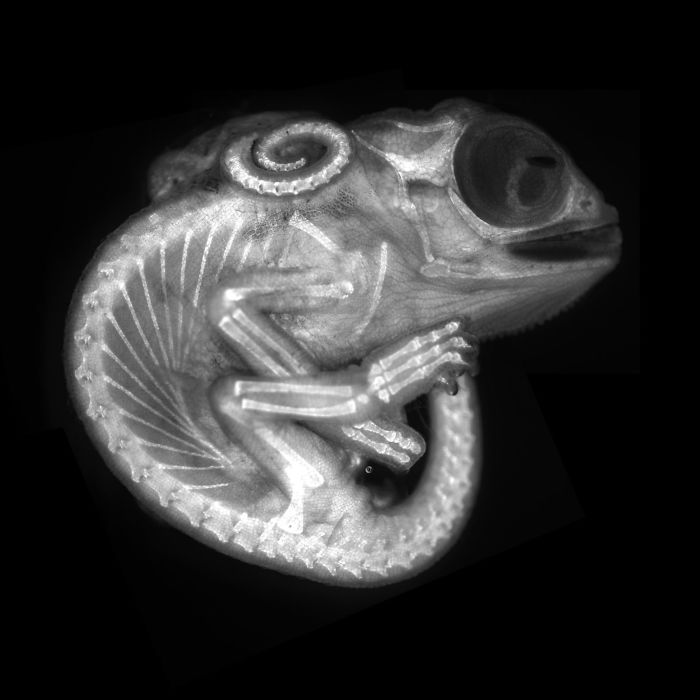 Chameleon embryo