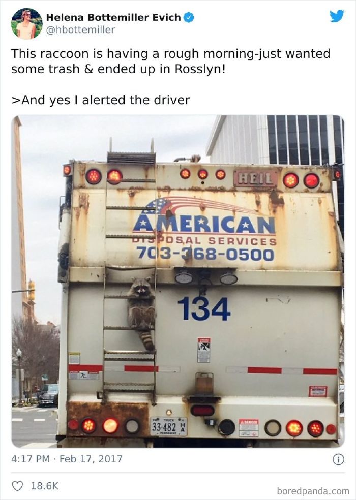 Trash Panda On Its Way To The Promised Land