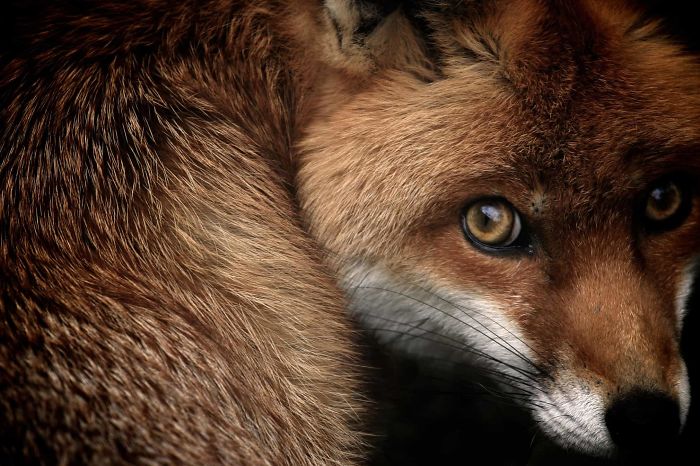 'Fox Glance (Red Fox), By Samuel Morris, 2013