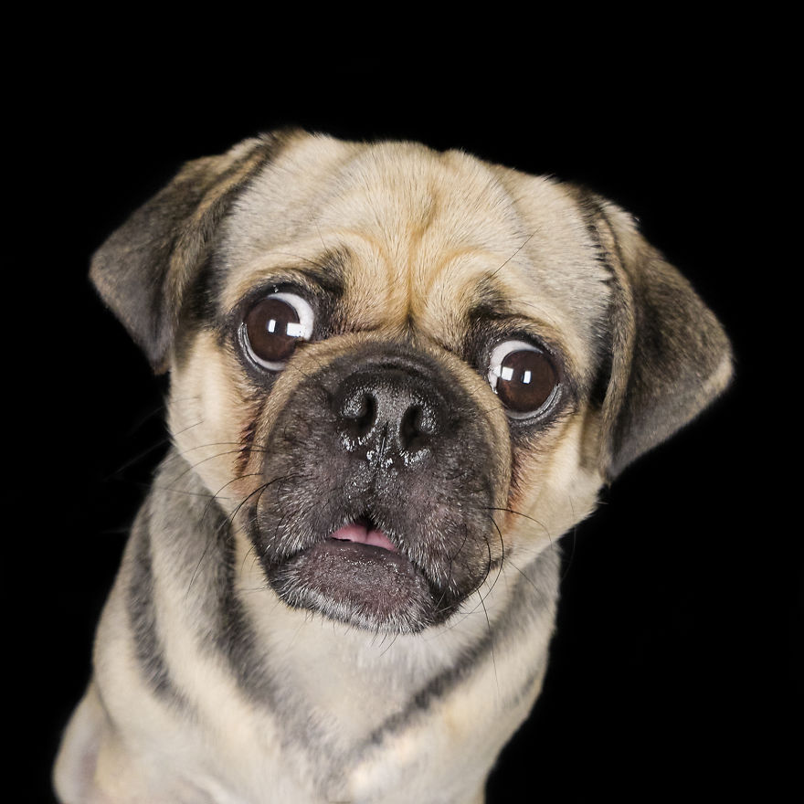 (Im)perfect Pawtraits: Beautiful Photo Series Shows Off Pooch Personalities As Interest To Re-Home Pets During Lockdown Soars