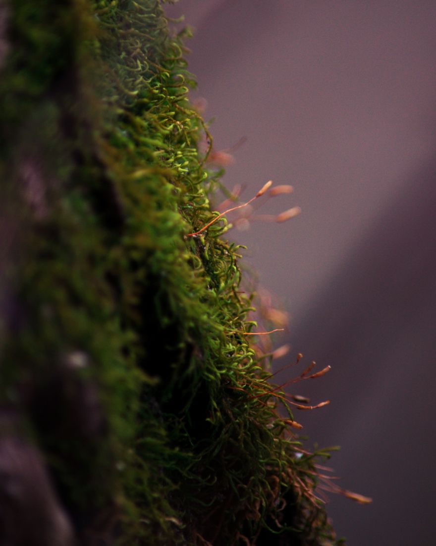 I Capture The Magical Moss World (20 Pictures) I Capture The Magical Moss World (20 Pictures)