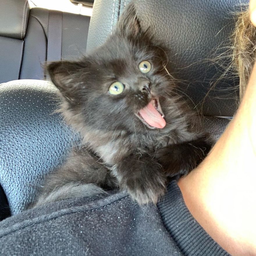 Kitten Found On Busy Road Curled Up On Her Rescuer's Shoulder On The Drive Home