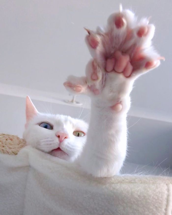 This Cat Has Both Heterochromia And Extra Toes 