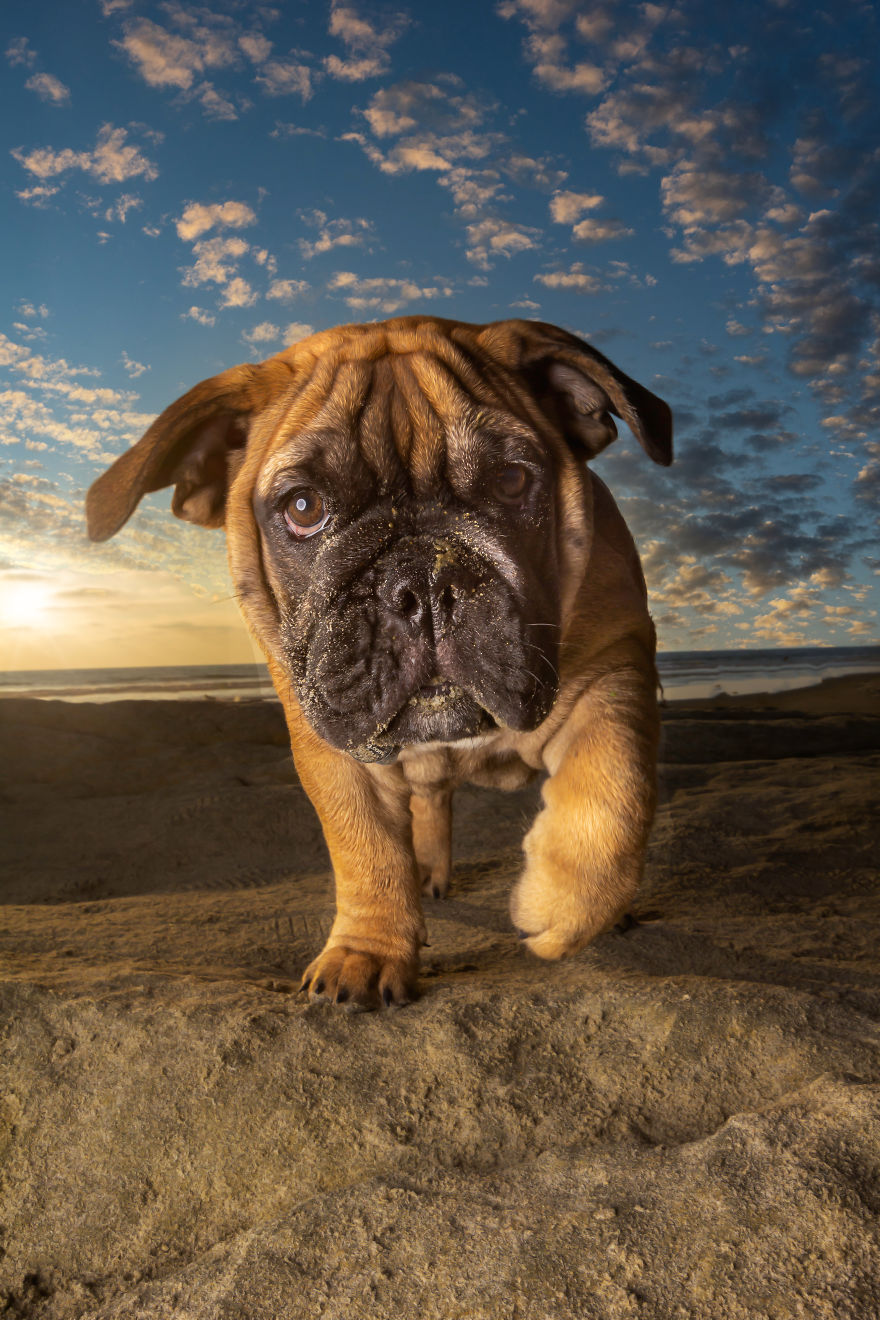 Doggie Beach Bums Of Southern California Doggie Beach Bums Of Southern California